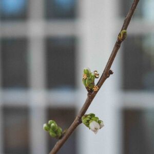 Srebrne kolczyki kwiatki, para kolczyków ułożona na gałązce, w lekkiej, naturalnej kompozycji.